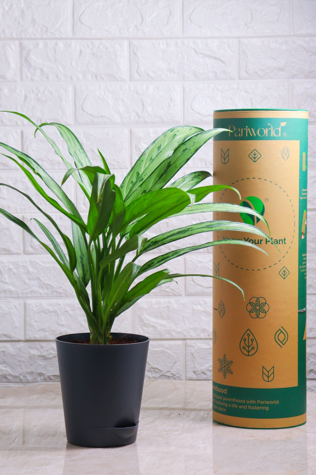 Aglaonema Hybrid Cutlass (Aglaonema Cutlass)
