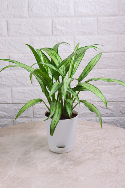 Aglaonema Hybrid Cutlass (Aglaonema Cutlass)