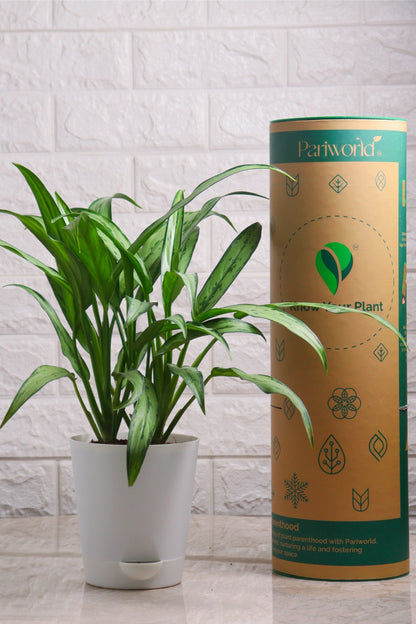 Aglaonema Hybrid Cutlass (Aglaonema Cutlass)