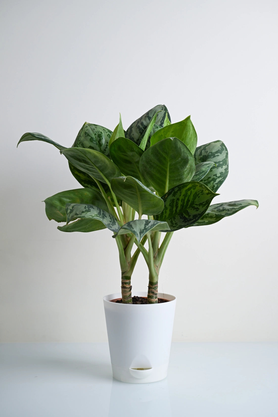 Aglaonema Green Apple Plant