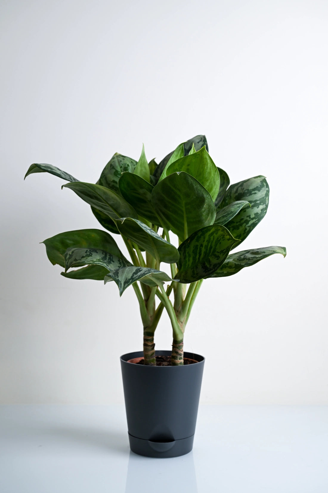 Aglaonema Green Apple Plant