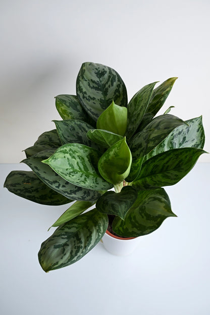 Aglaonema Green Apple Plant