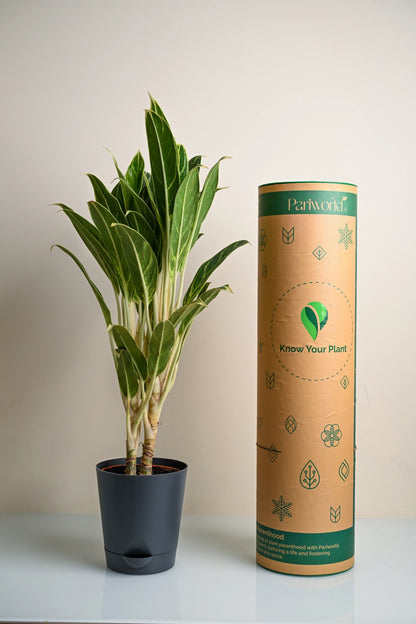 Aglaonema Green Goddess Plant