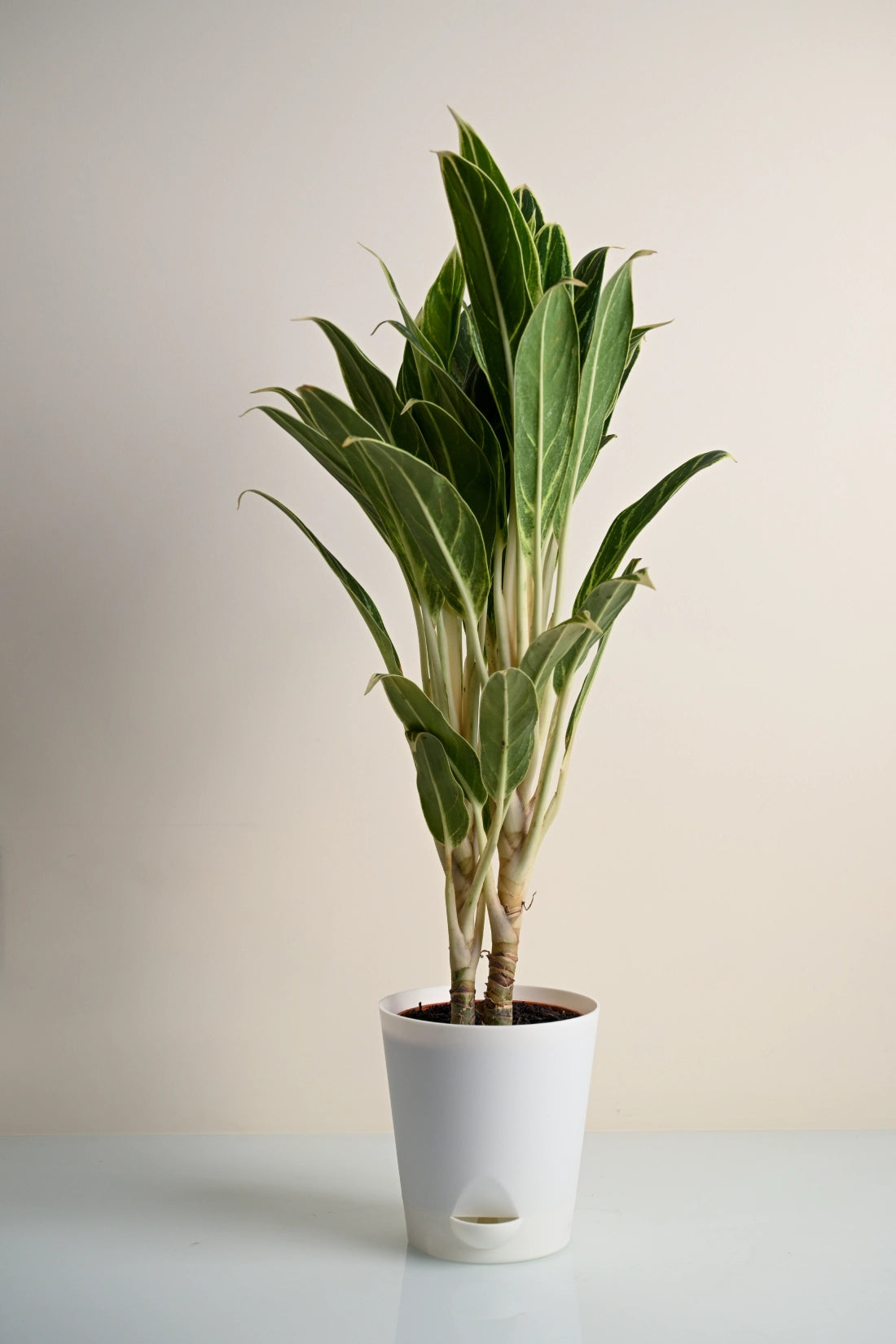 Aglaonema Green Goddess Plant
