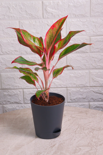 Aglaonema Hybrid Lipstick