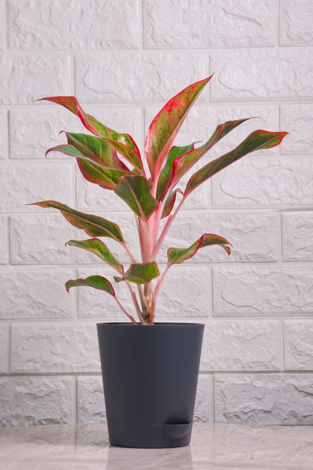 Aglaonema Hybrid Lipstick (Aglaonema Lipstick)