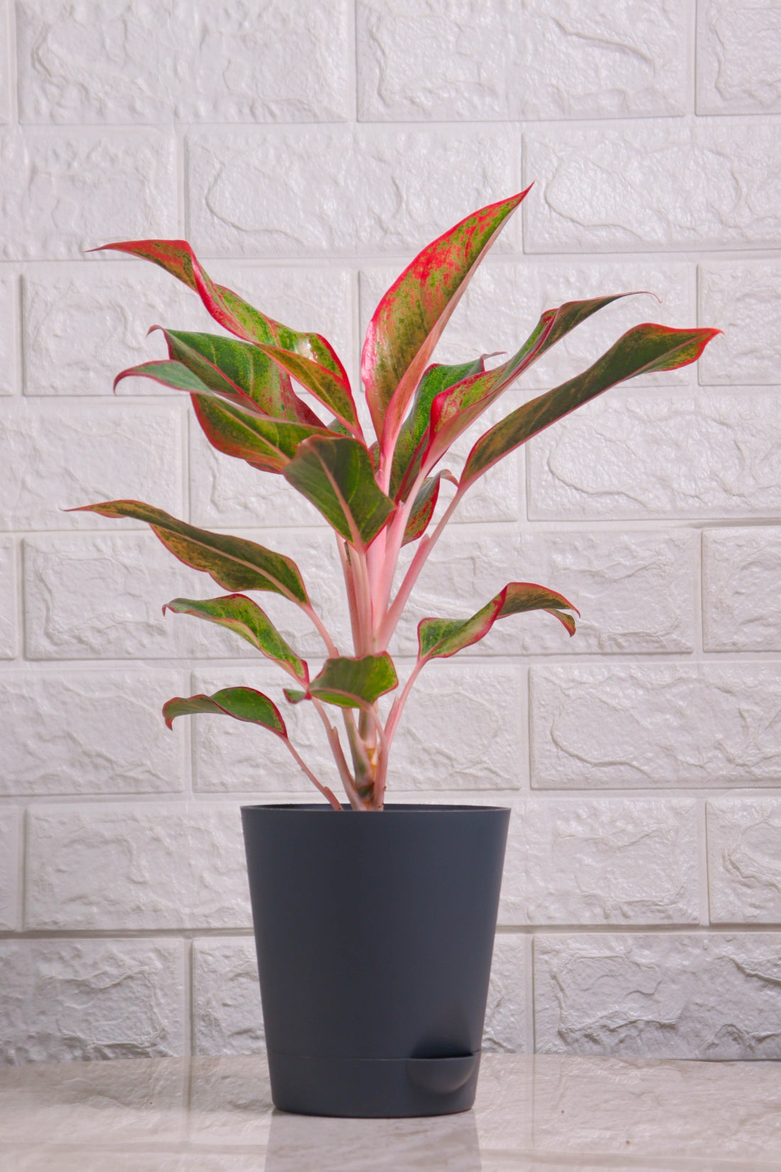 Aglaonema Hybrid Lipstick