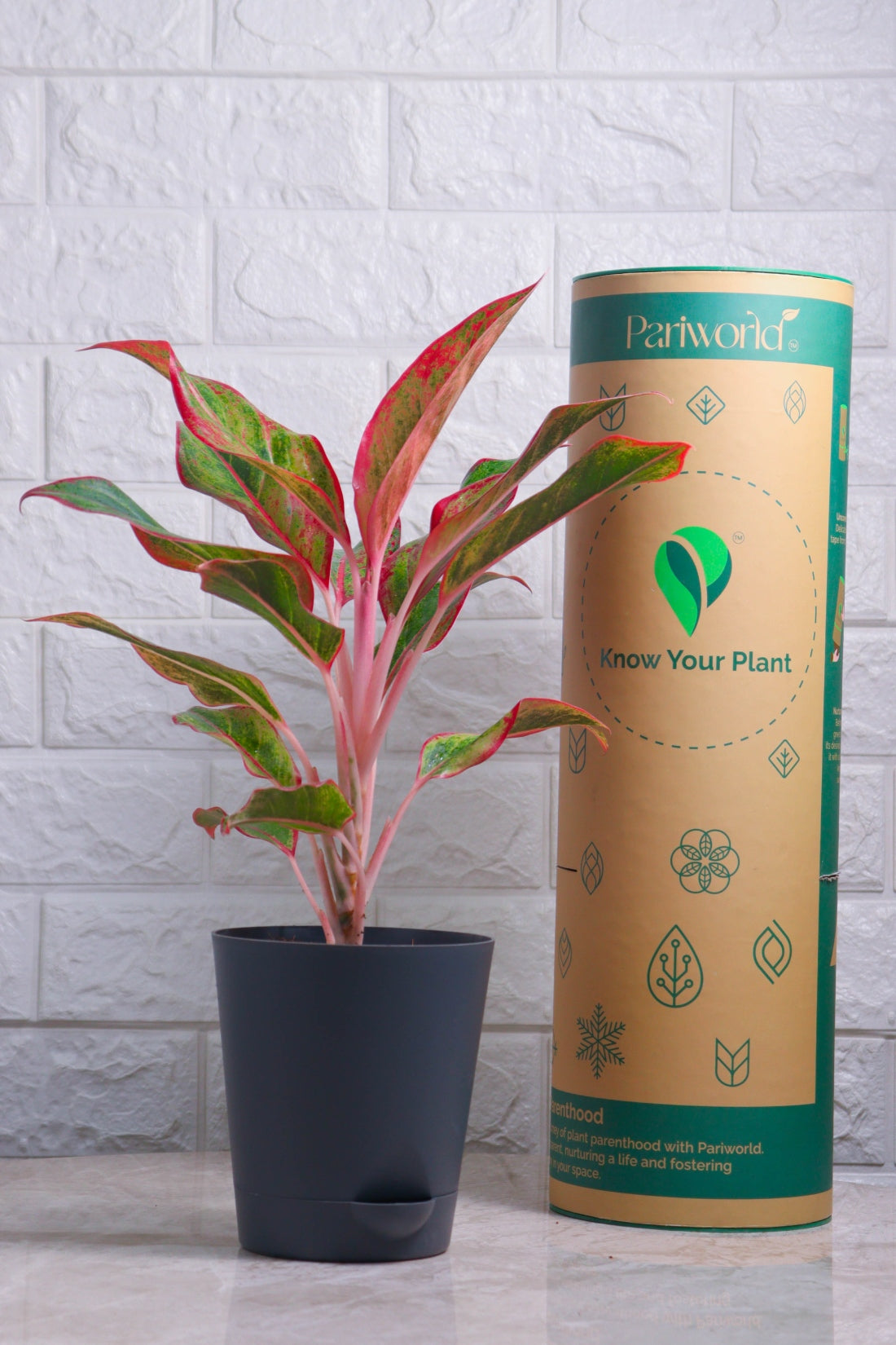 Aglaonema Hybrid Lipstick (Aglaonema Lipstick)