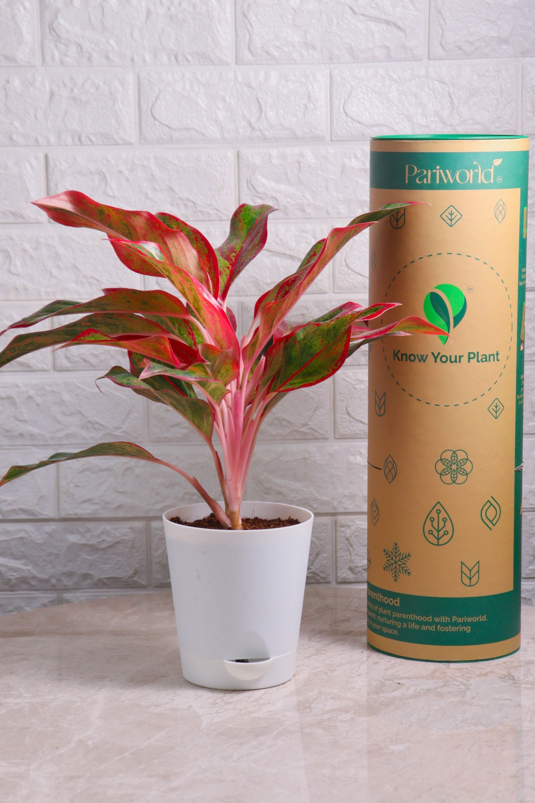 white lipstick aglaonema Aglaonema Hybrid Lipstick (Aglaonema Lipstick) – Pariworld
