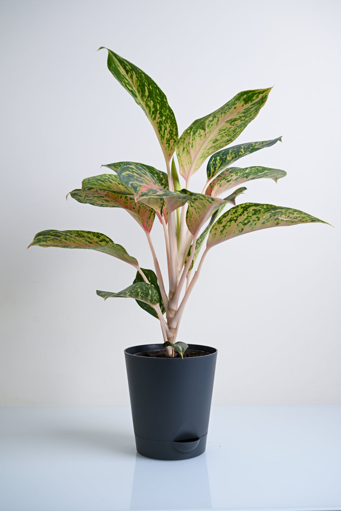 Aglaonema Rotundum Hybrid Peacock (Aglaenema Peacock Plant)