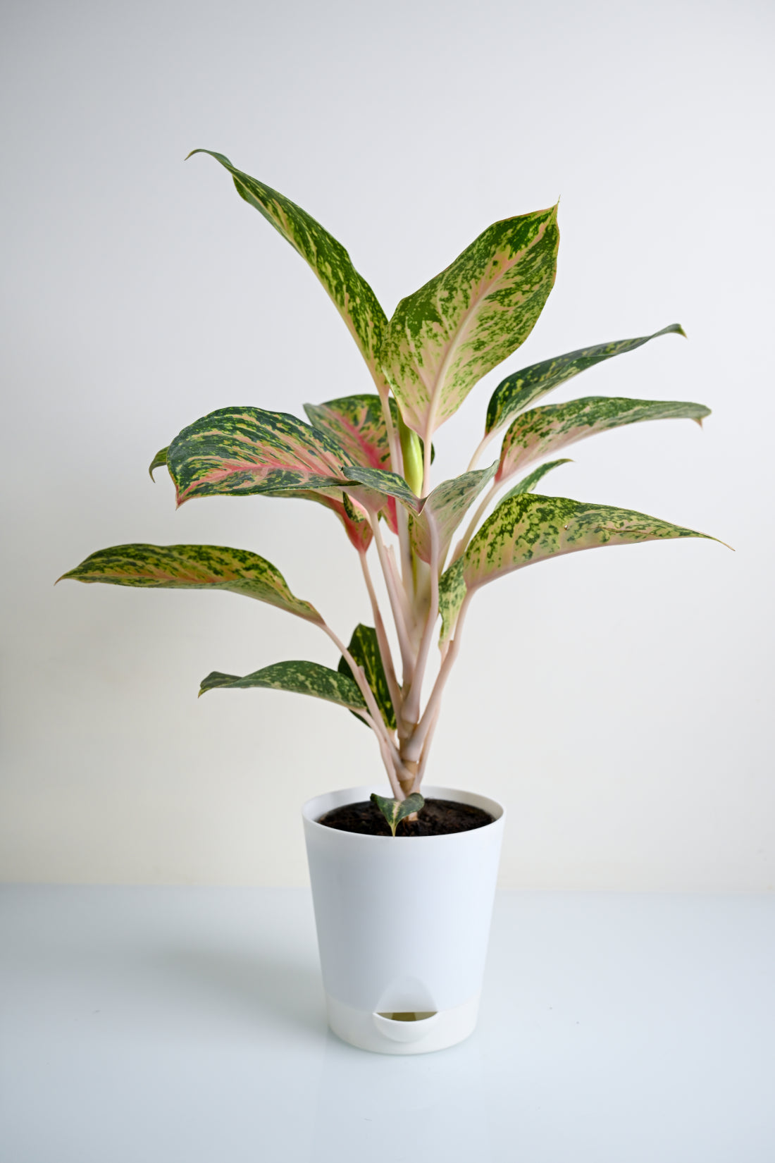 aglaonema rotundum pink Aglaonema Rotundum Hybrid Peacock (Aglaenema Peacock Plant) – Pariworld
