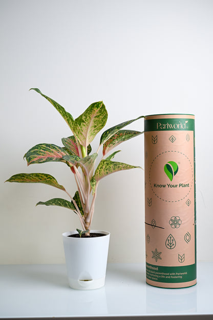 Aglaonema Rotundum Hybrid Peacock (Aglaenema Peacock Plant)