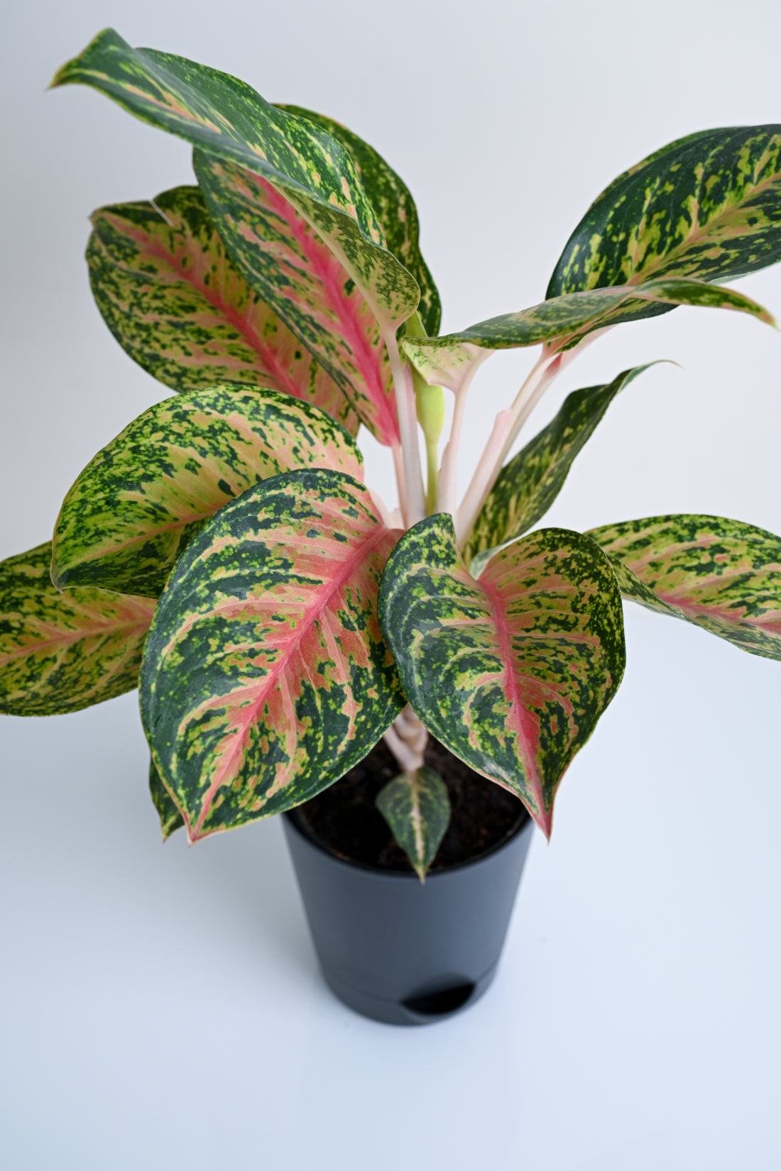 aglaonema peacock Aglaonema Rotundum Hybrid Peacock (Aglaenema Peacock Plant) – Pariworld