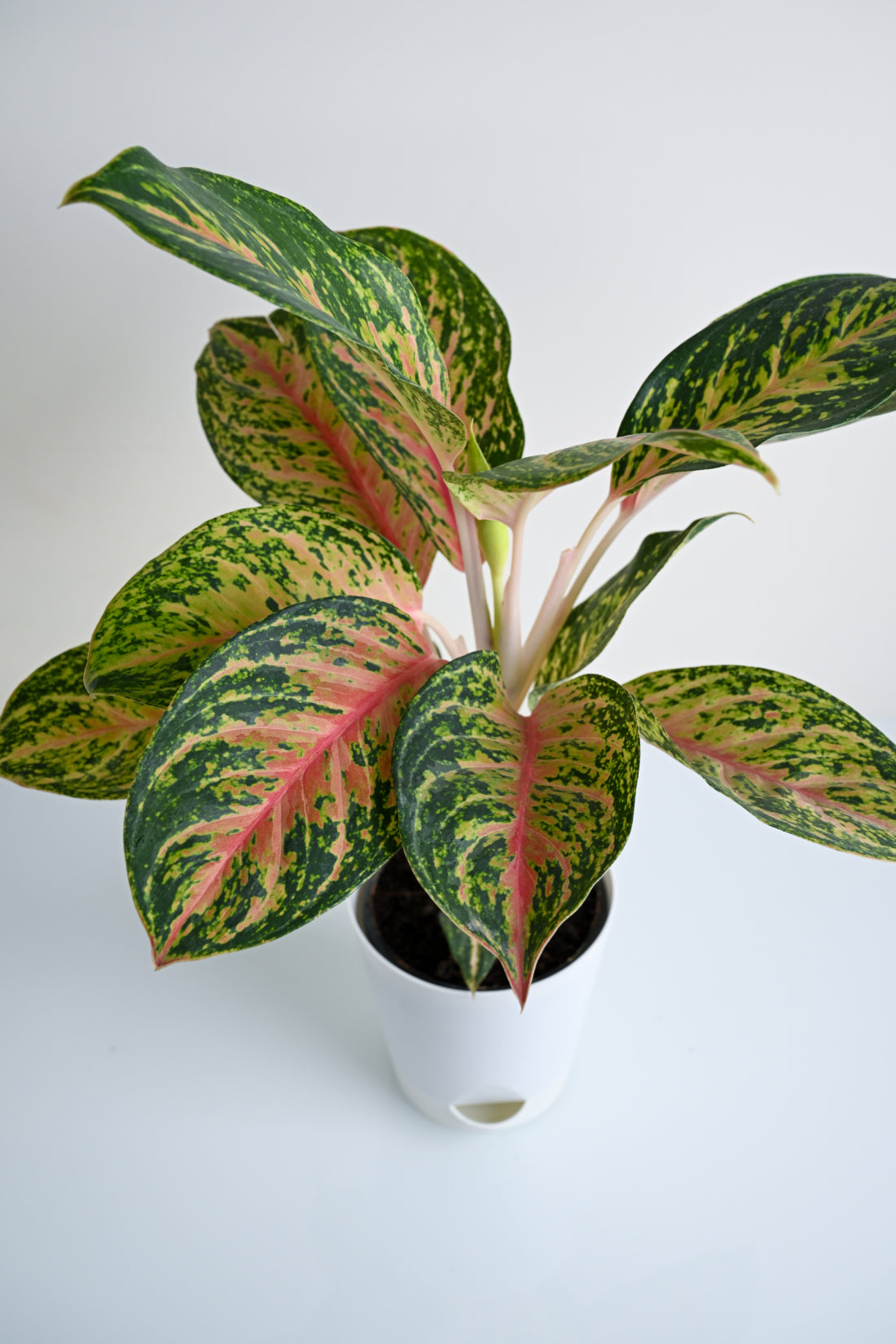 aglaonema red peacock Aglaonema Rotundum Hybrid Peacock (Aglaenema Peacock Plant) – Pariworld