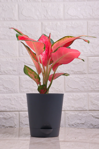 Aglaonema Rotundum Hybrid Red Desire