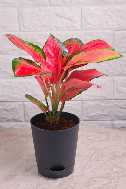 Aglaonema Rotundum Hybrid Red Desire