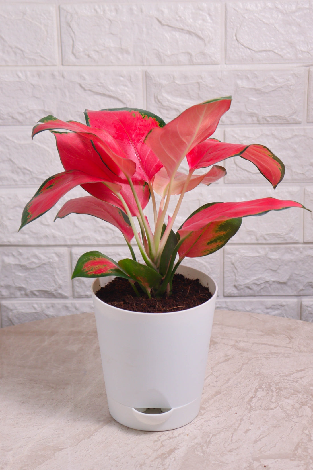 Aglaonema Rotundum Hybrid Red Desire