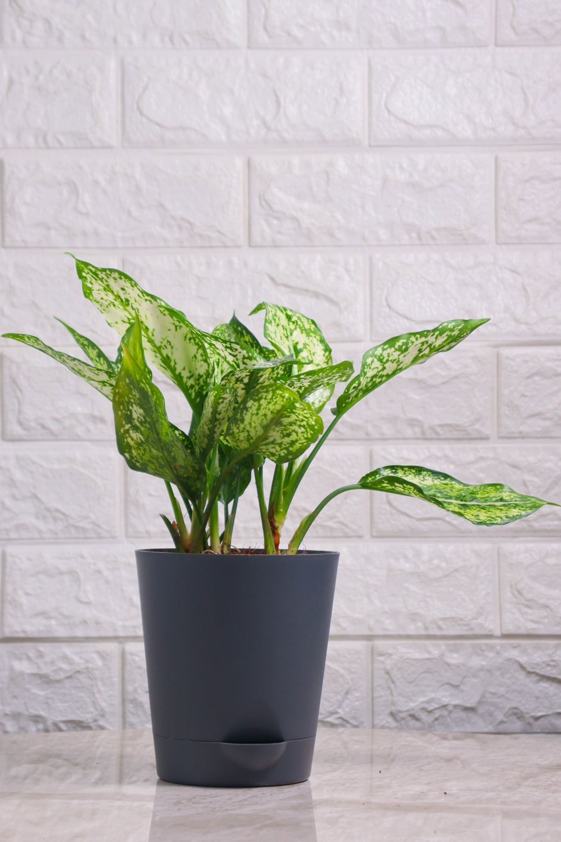Aglaonema Rotundum Hybrid Snow White (Aglaonema Snow White)