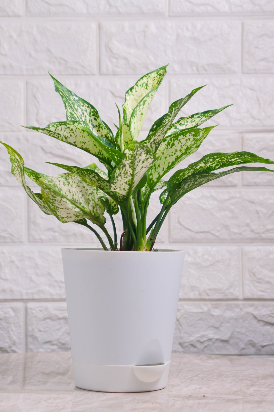 Aglaonema Rotundum Hybrid Snow White (Aglaonema Snow White)