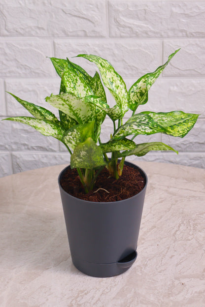 Aglaonema Rotundum Hybrid Snow White (Aglaonema Snow White)