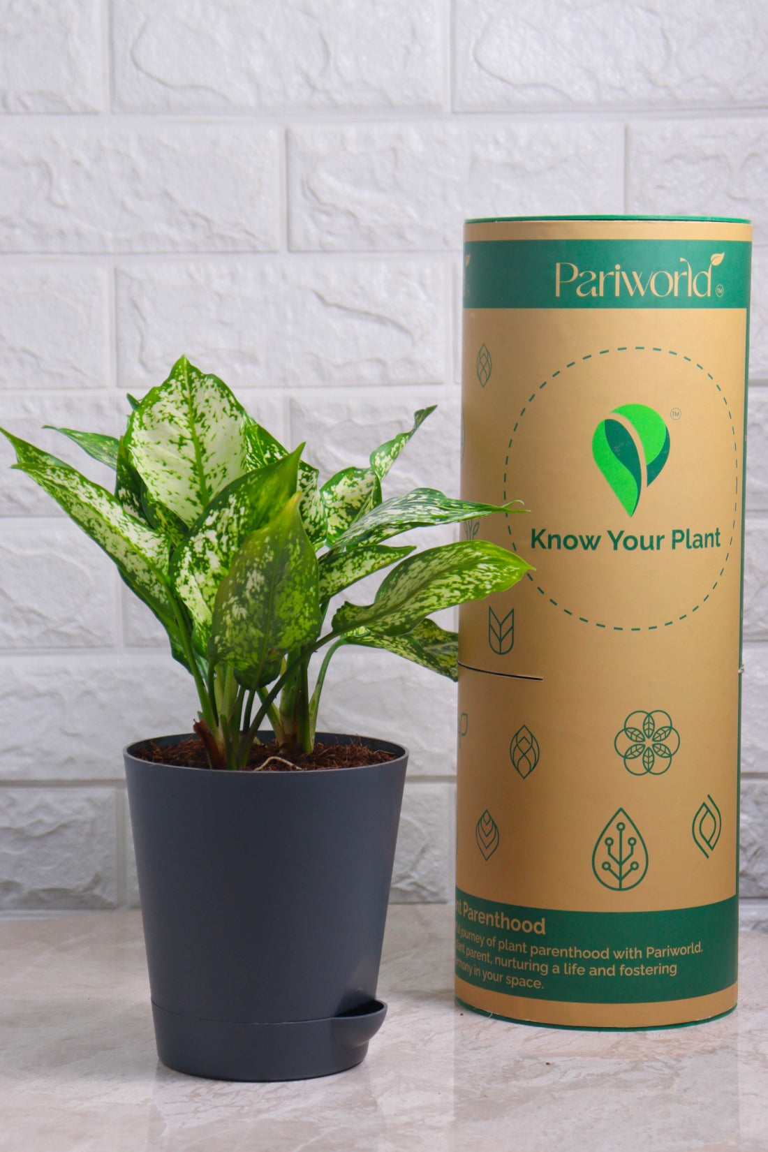 Aglaonema Rotundum Hybrid Snow White (Aglaonema Snow White)