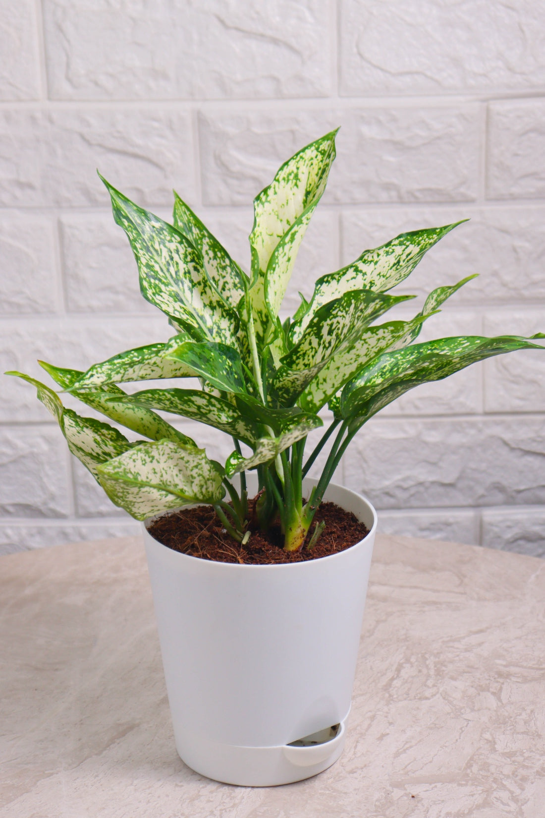 Aglaonema Rotundum Hybrid Snow White (Aglaonema Snow White)