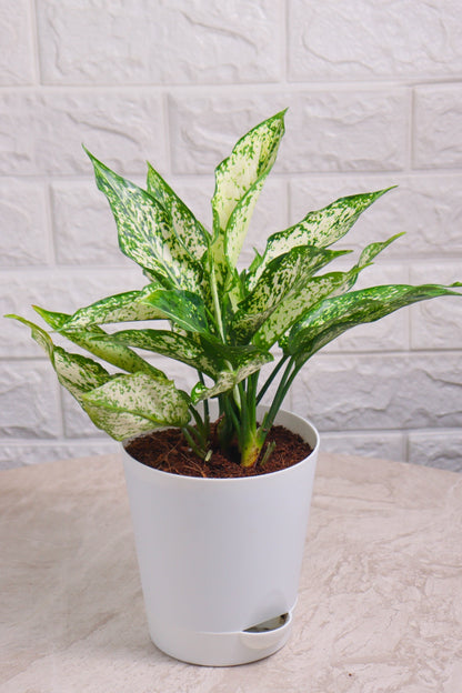 Aglaonema Rotundum Hybrid Snow White (Aglaonema Snow White)