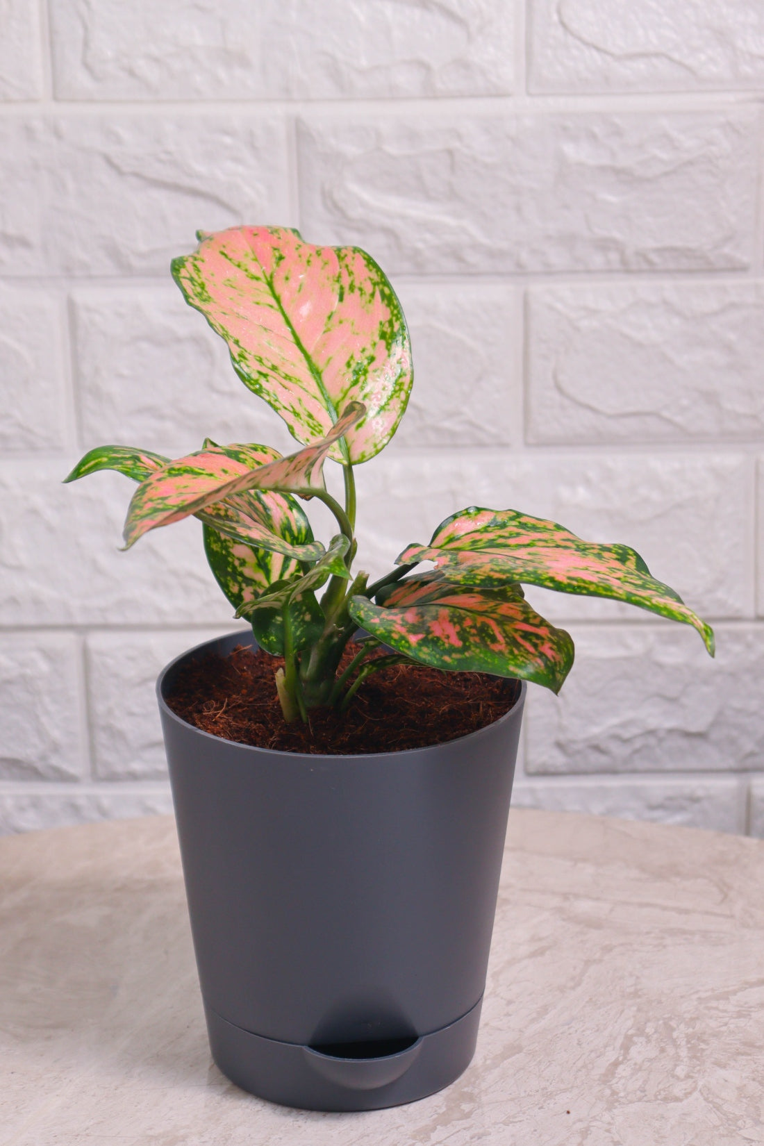 Aglaonema Rotundum Hybrid Valentine (Aglaonema Valentine)