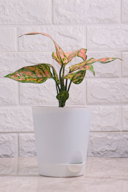 Aglaonema Rotundum Hybrid Valentine