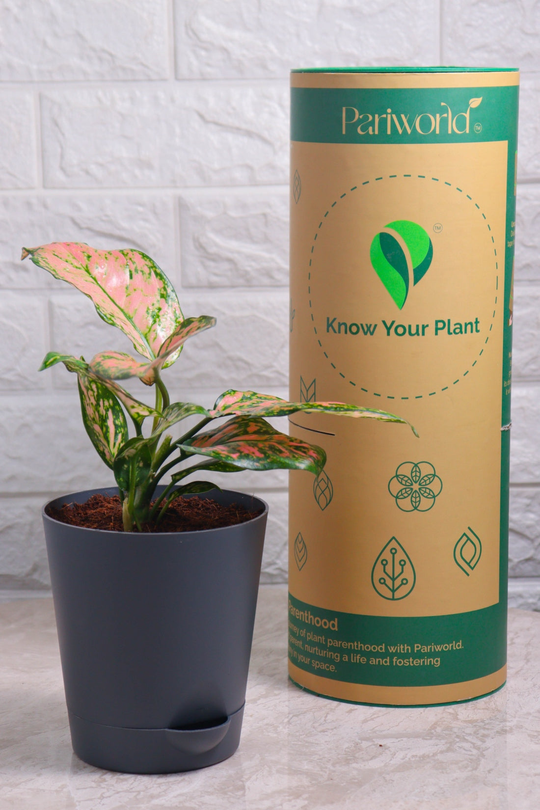 Aglaonema Rotundum Hybrid Valentine (Aglaonema Valentine)