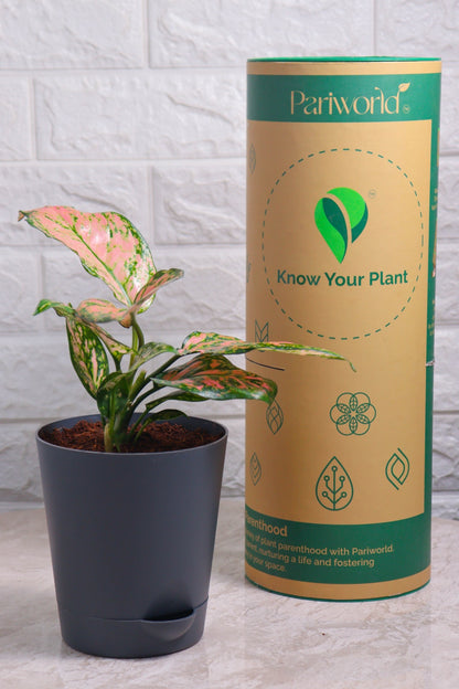 Aglaonema Rotundum Hybrid Valentine (Aglaonema Valentine)