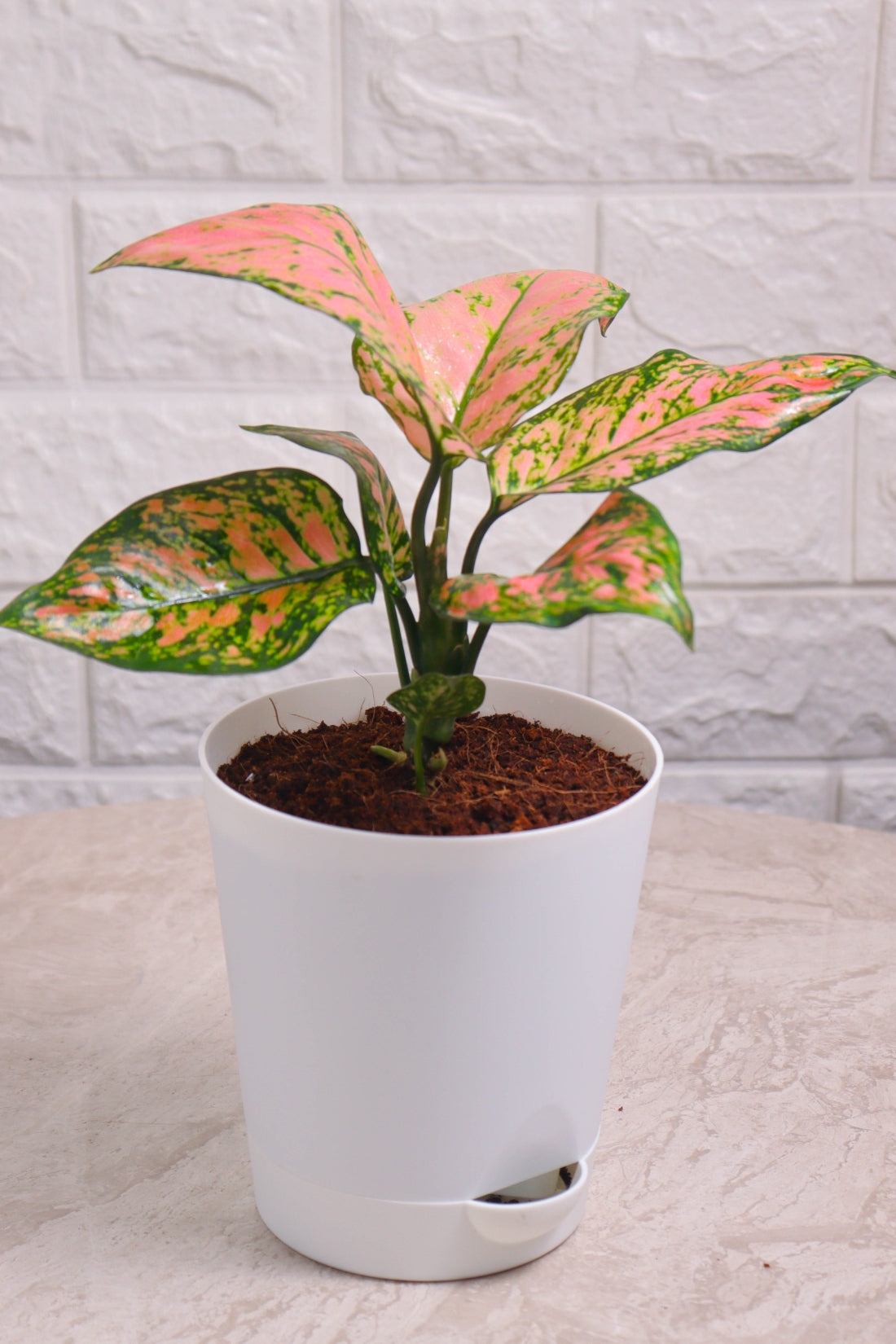 aglaonema rotundum pink Aglaonema Rotundum Hybrid Valentine (Aglaonema Valentine) – Pariworld