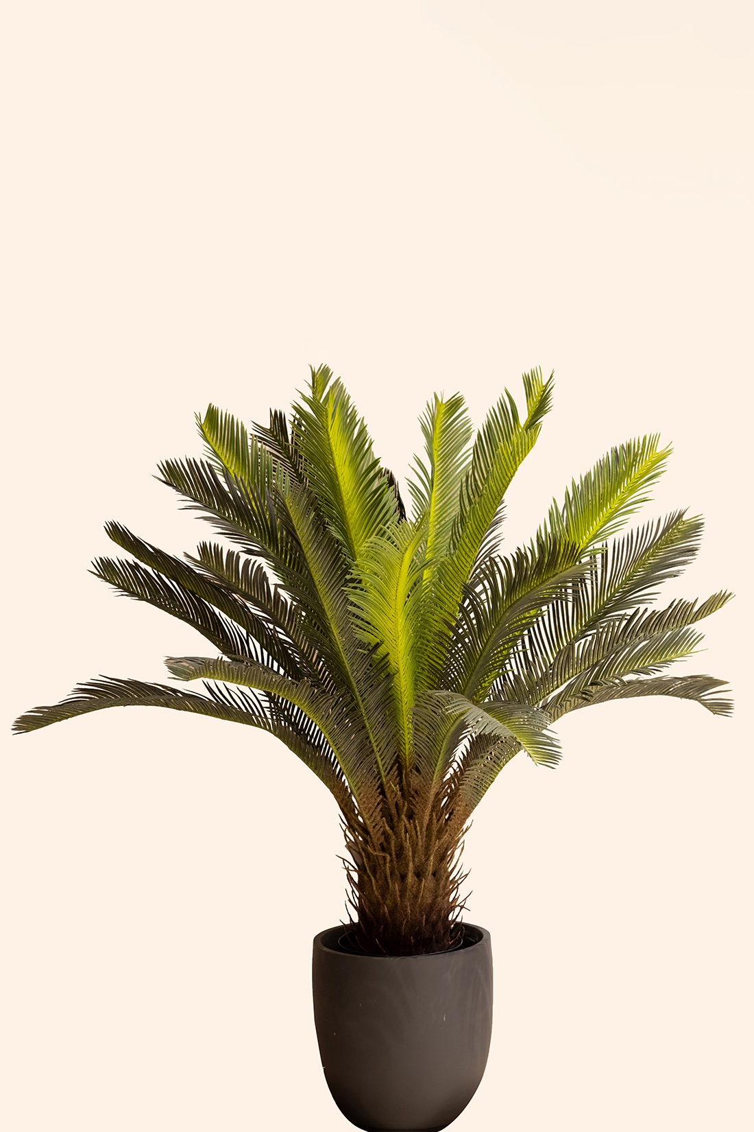 Artificial Cycas Plant