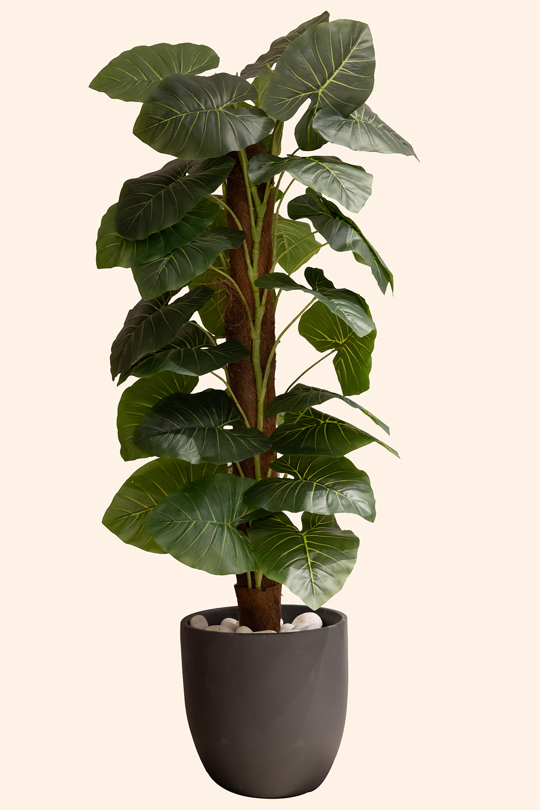 Artificial Money Plant with Moss Stick