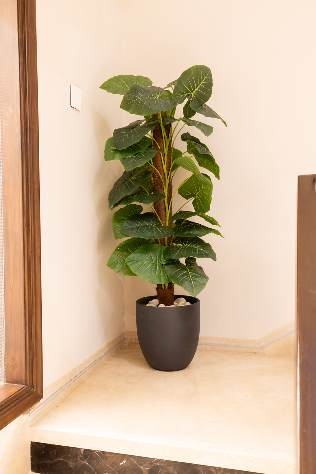 Artificial Money Plant with Moss Stick