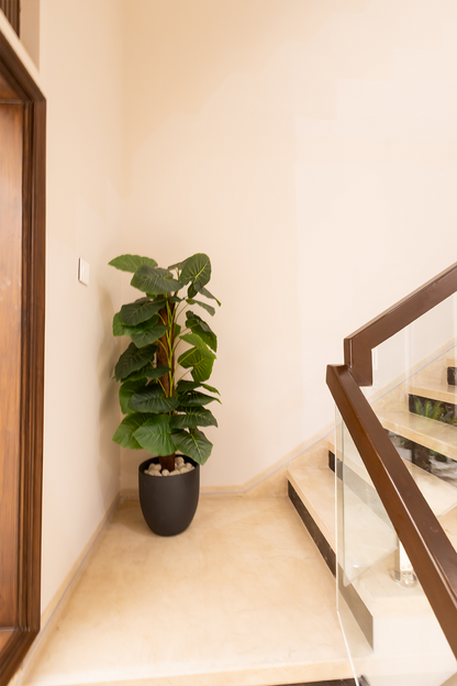 Artificial Money Plant with Moss Stick