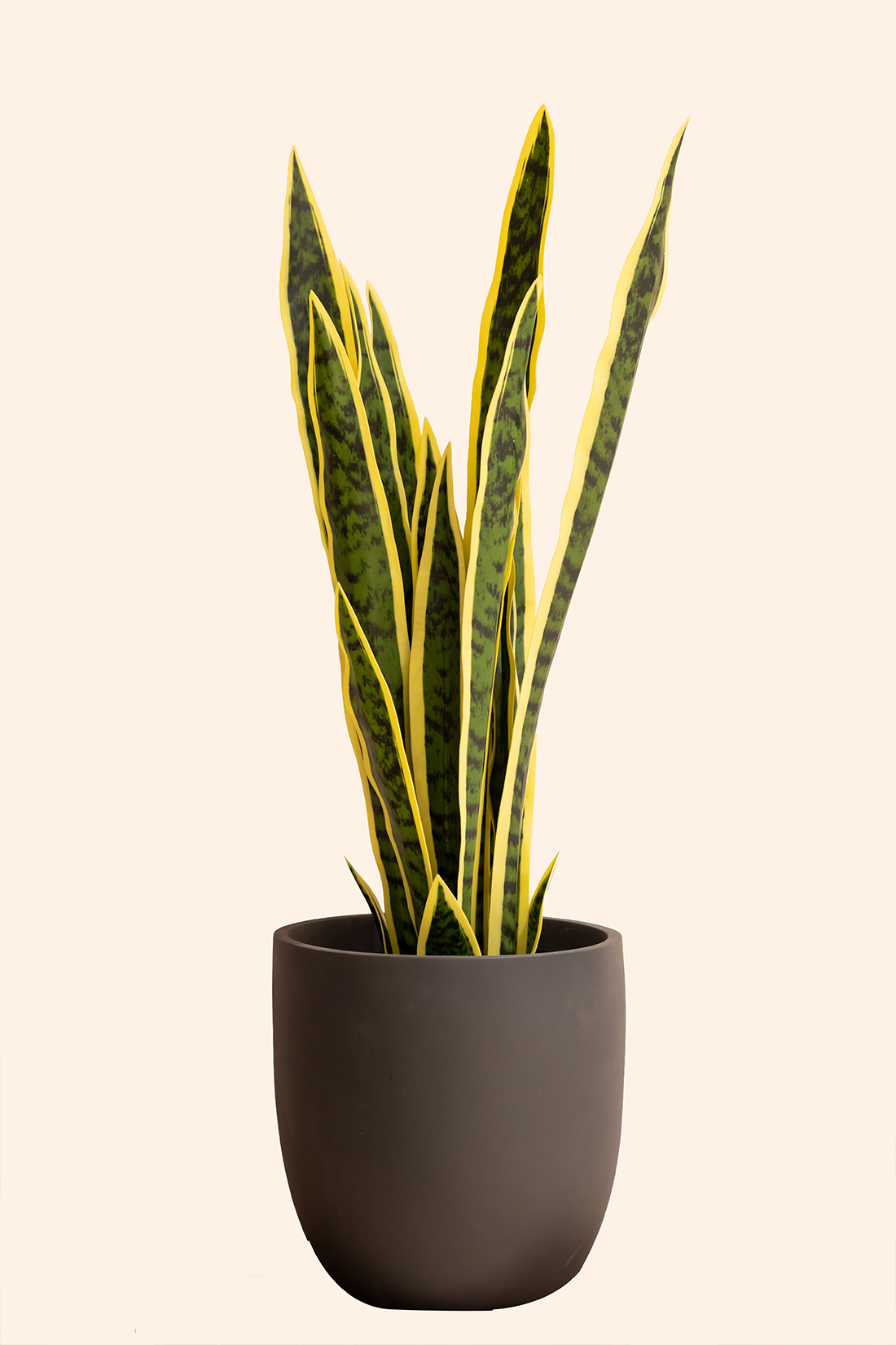 Artificial Snake Plant