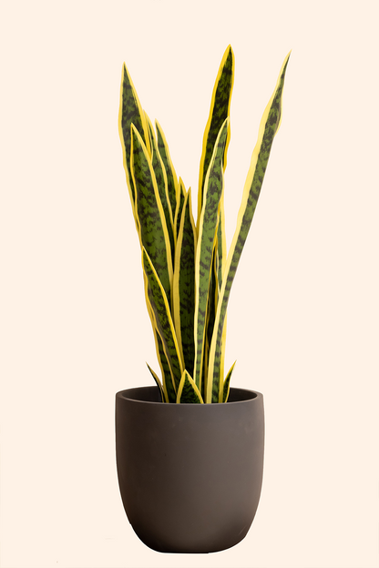 Artificial Snake Plant