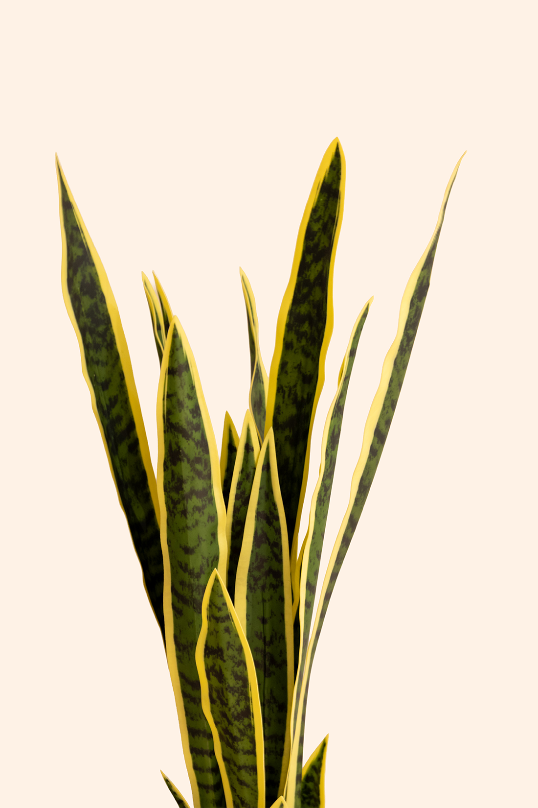 Artificial Snake Plant