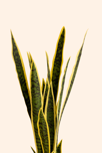 Artificial Snake Plant