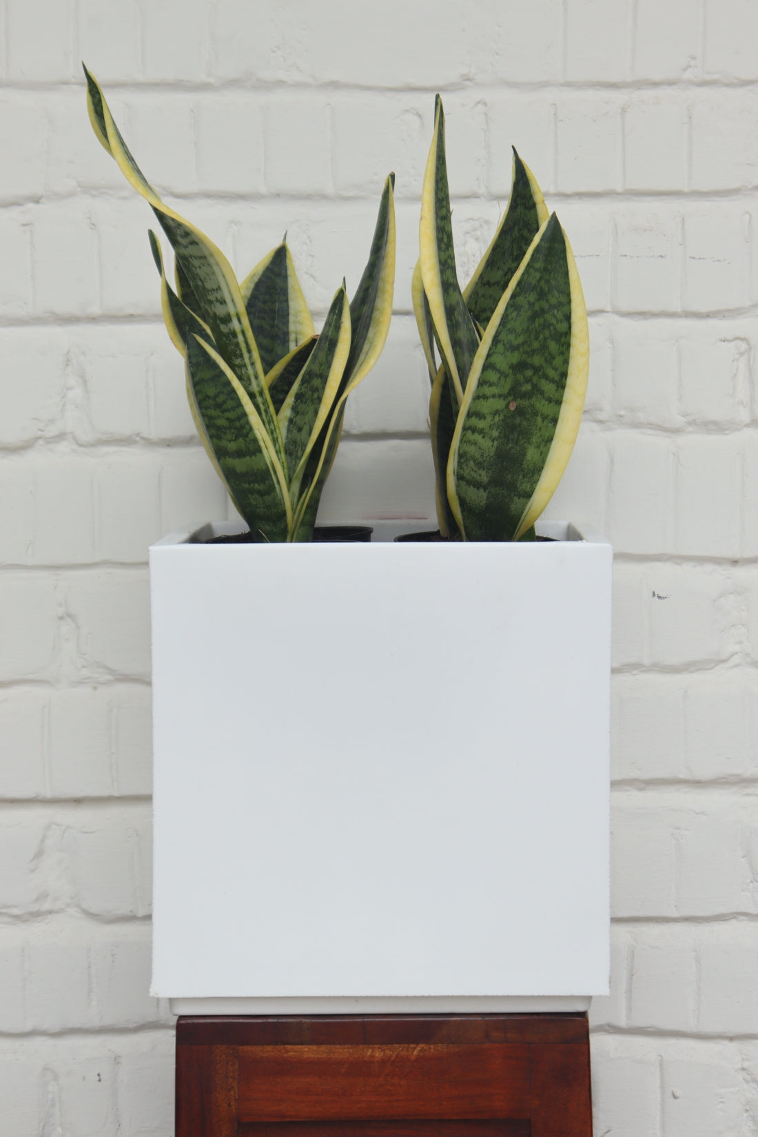 Cubo Planter