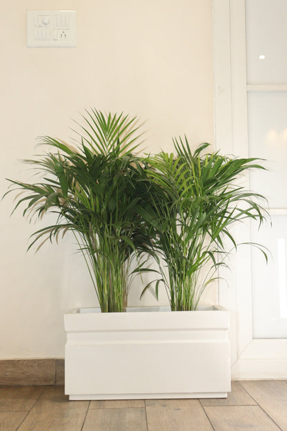 GT/ Rectangle Planter