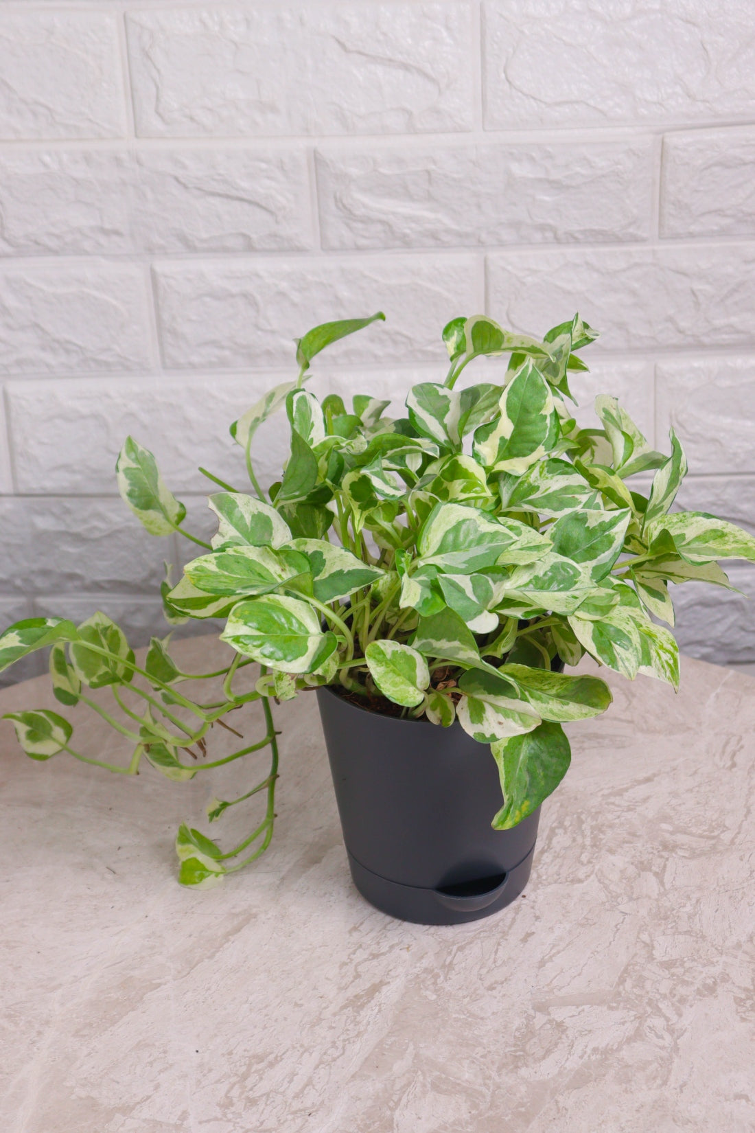 Grecian Money Plant Scindapsus &