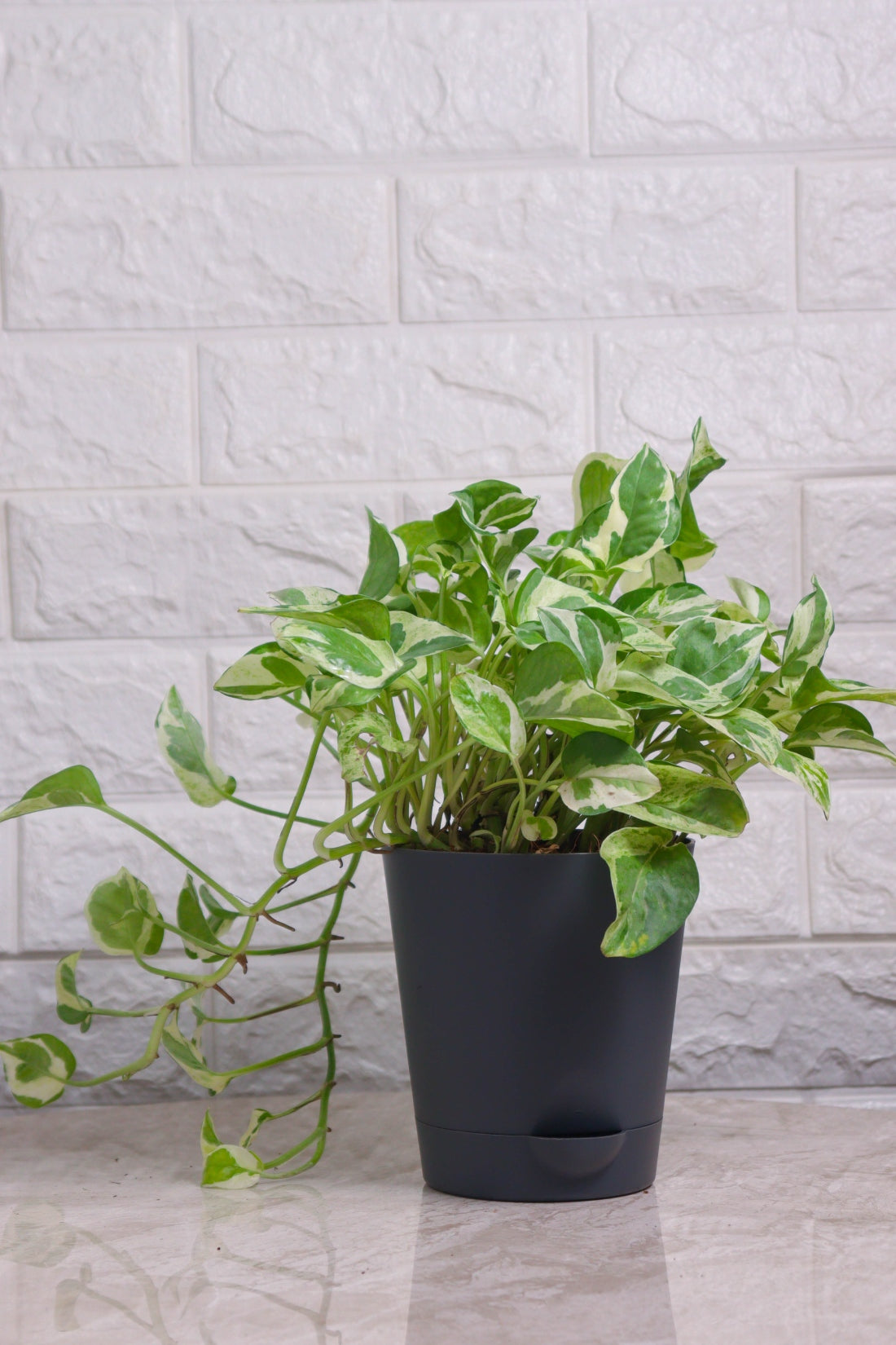 Grecian Money Plant Scindapsus &