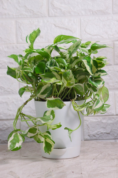 Grecian Money Plant Scindapsus &