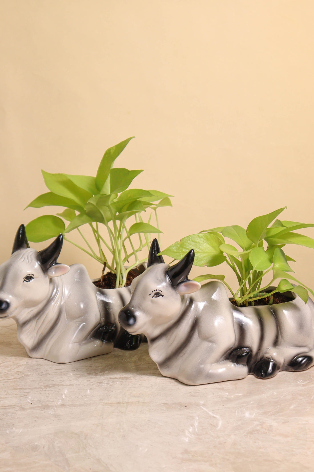 HP Cow Pot (set of 2) – Pariworld