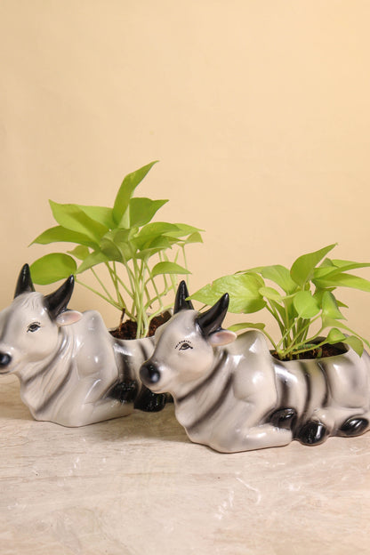 HP Cow Pot (set of 2)