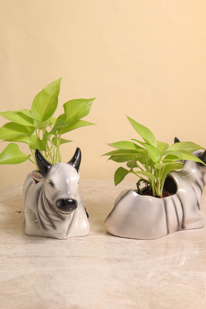 HP Cow Pot (set of 2)