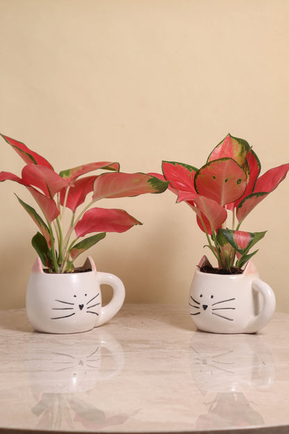 HP Hazel Cat Pot (set of 2)