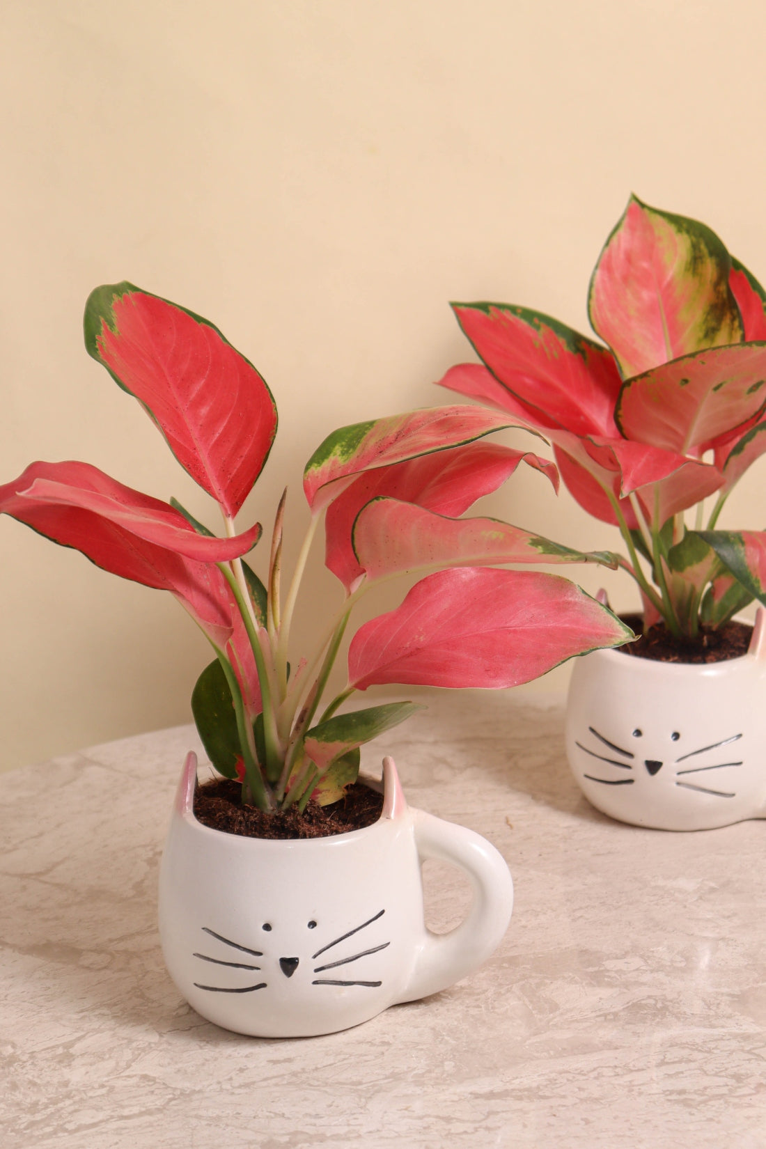 HP Hazel Cat Pot (set of 2)